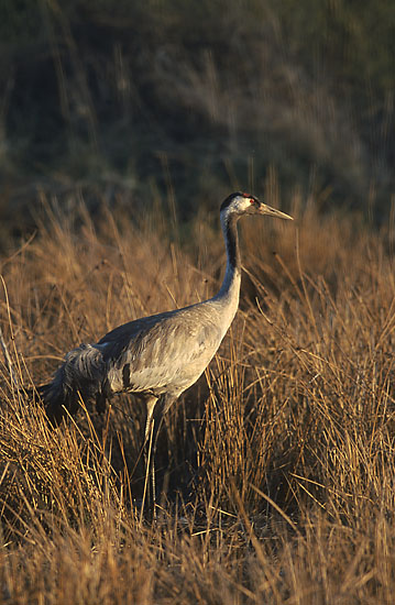 Żurawie (Grus grus) w czasie jesiennej migracji nad Polską