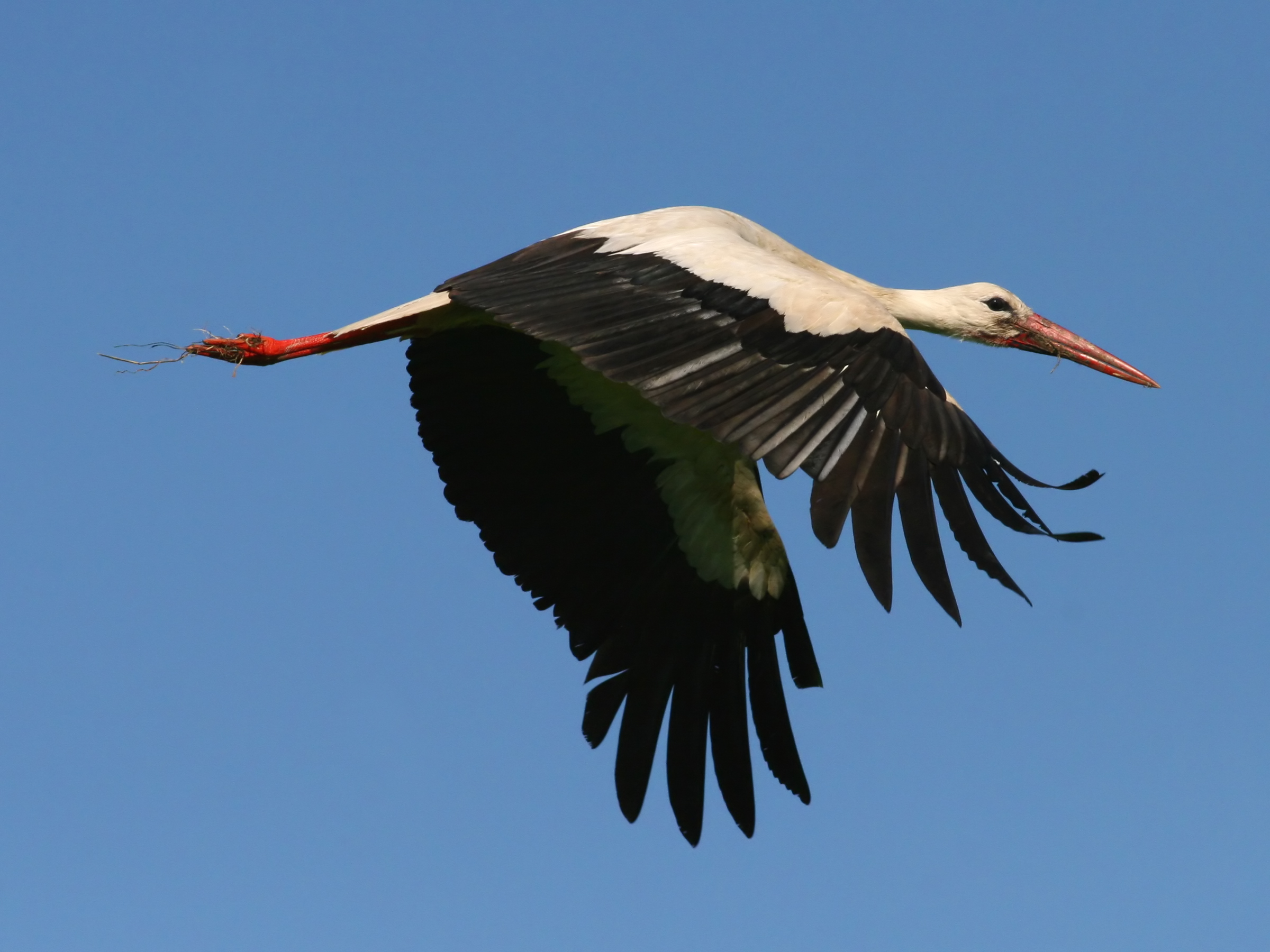 Bocian biały (Ciconia ciconia) w locie — jeden z najbardziej rozpoznawalnych ptaków Polski